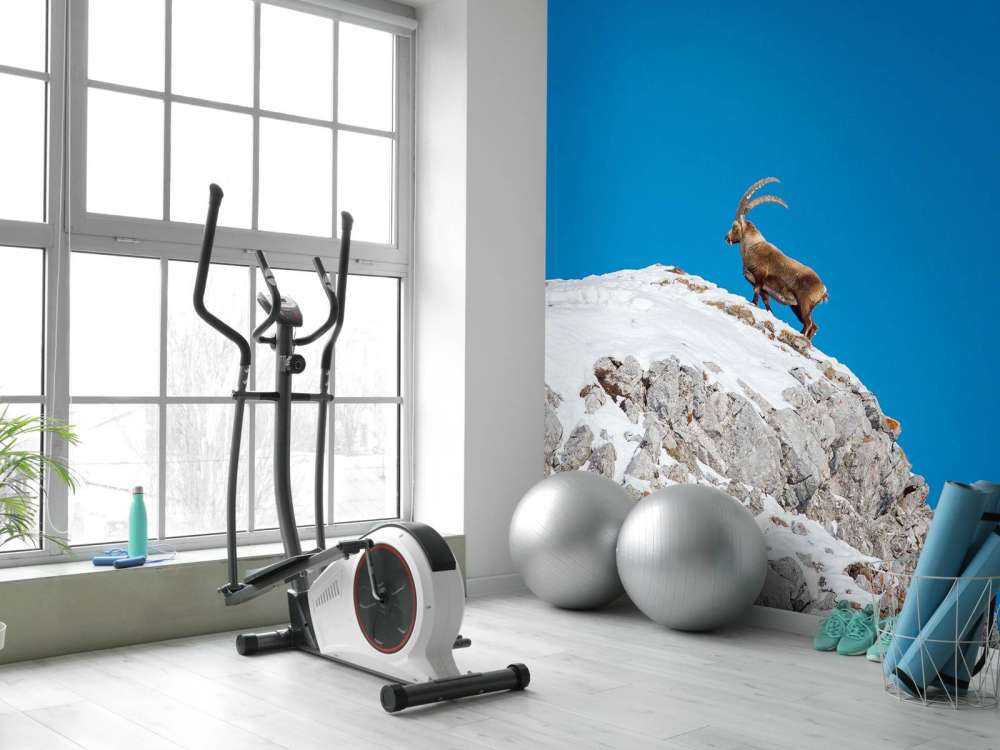 Steenbok sur un pic rocheux enneigé