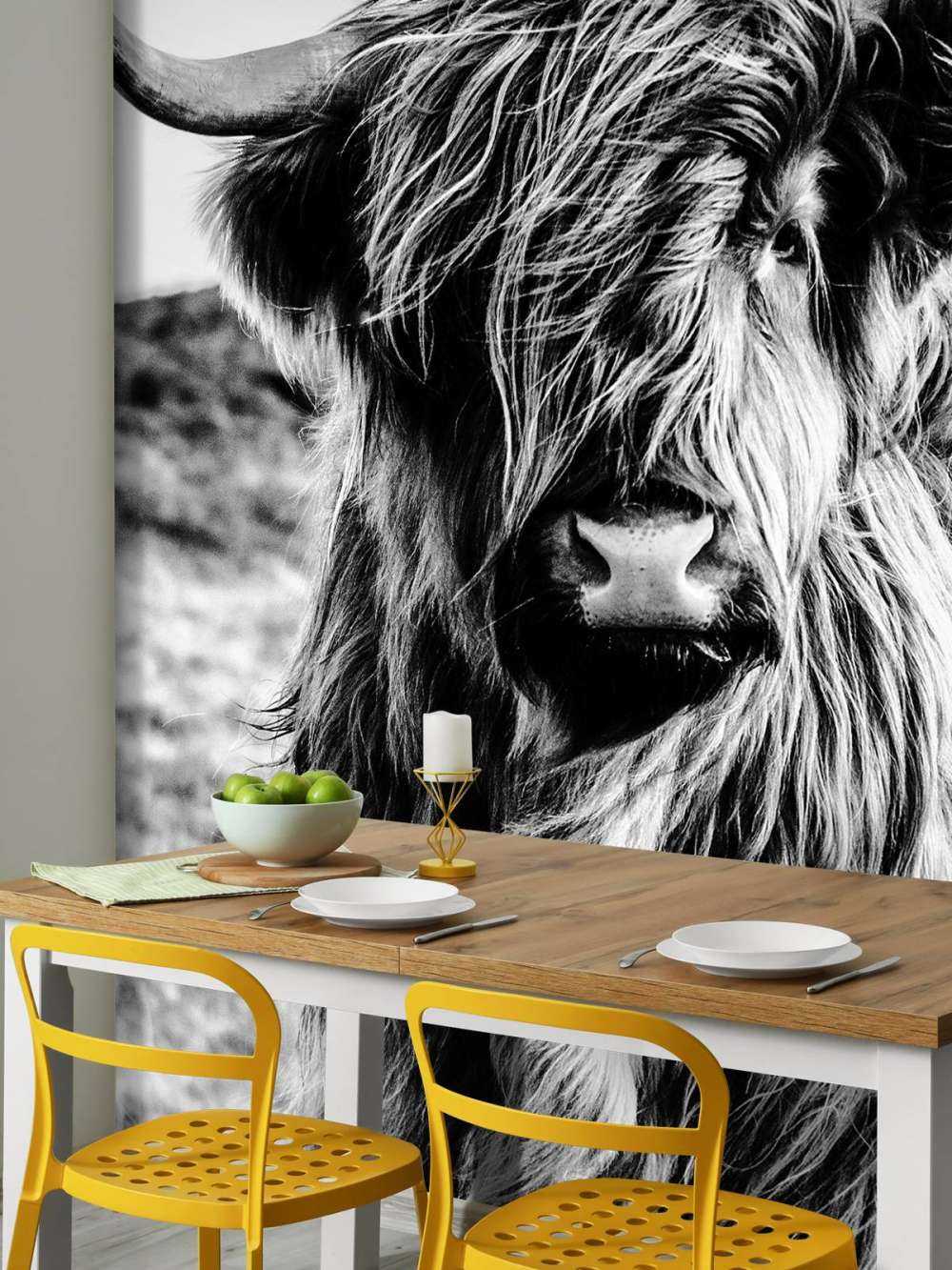 Le Highland écossais en noir et blanc