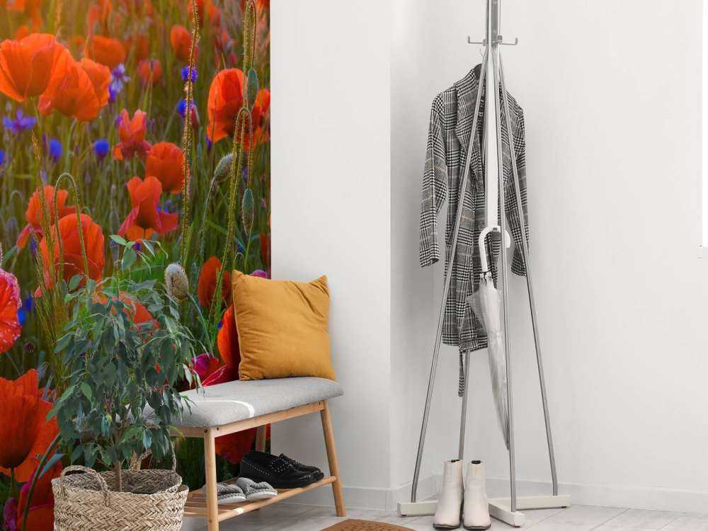 Des coquelicots au soleil levant