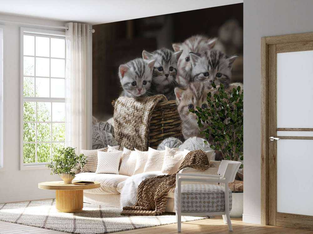 Chatons avec de la laine