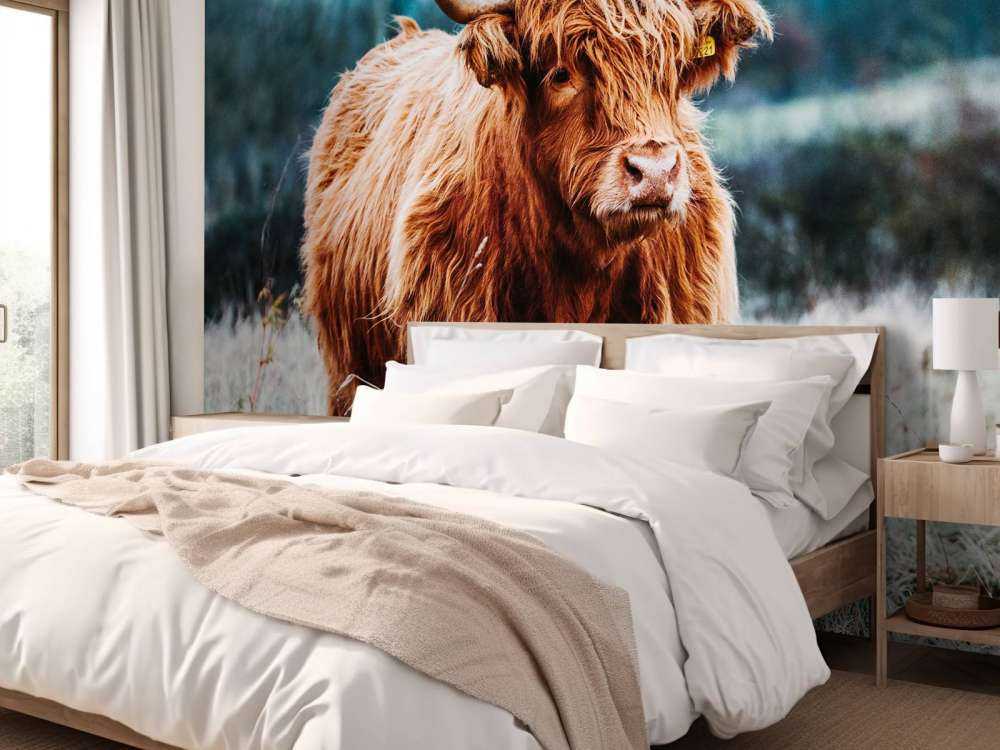 Un Highland écossais dans la forêt