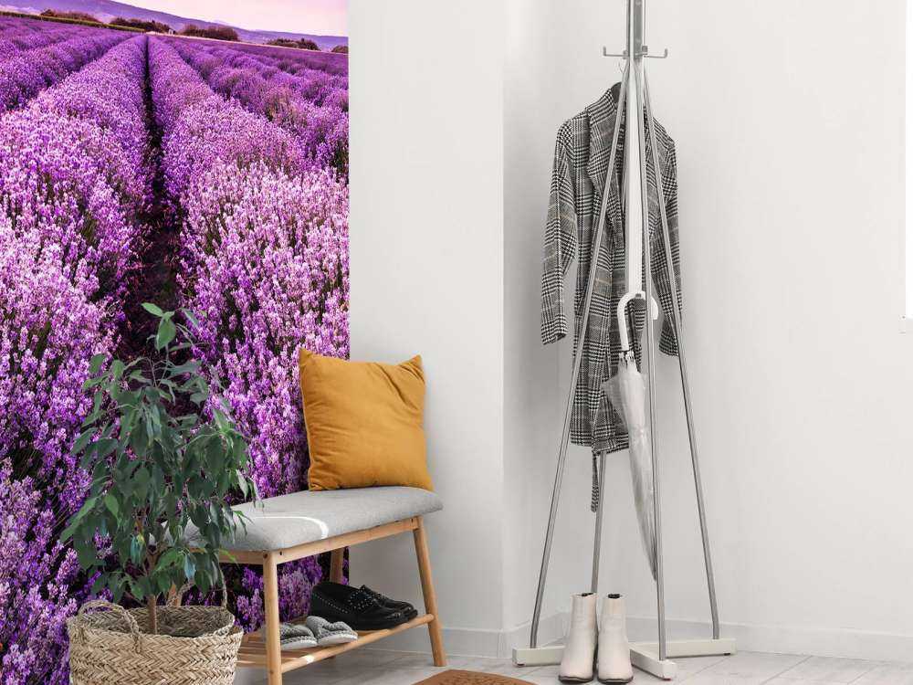 Les buissons de lavande