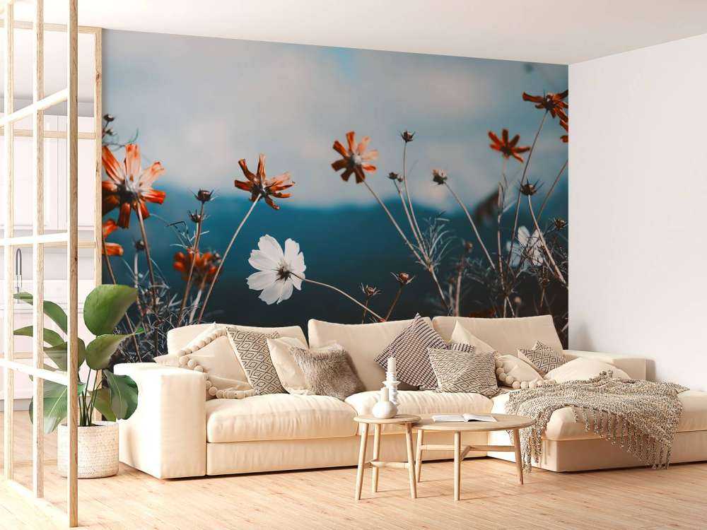 Le cosmos fleurit dans les champs