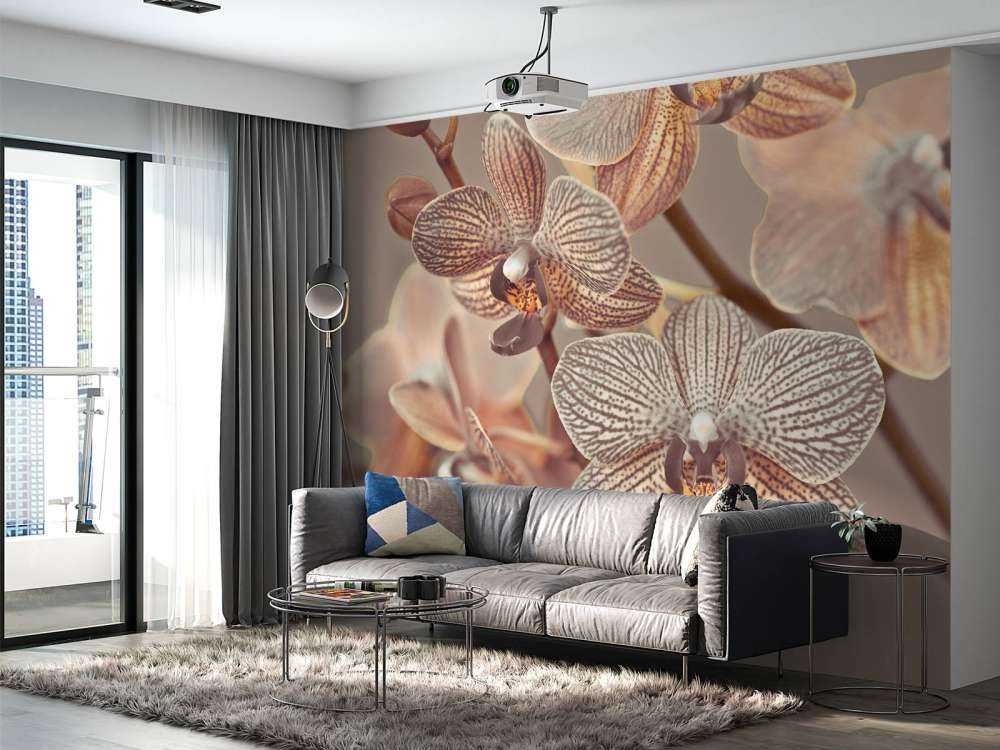 Gros plan d'orchidée