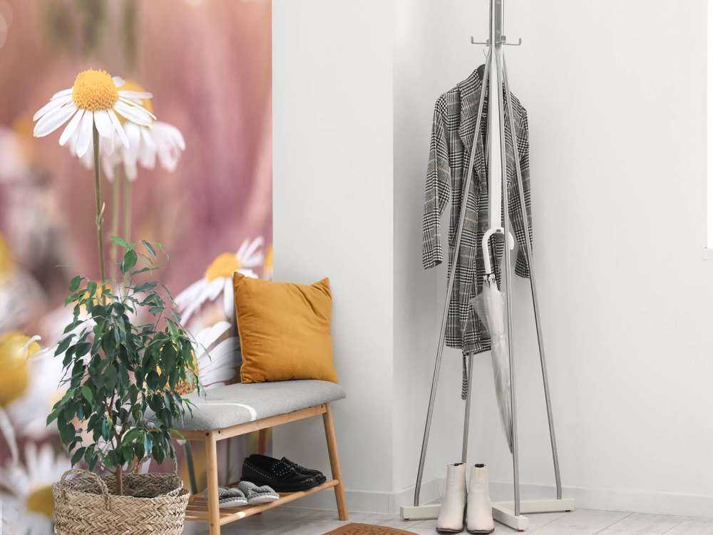 Champ de marguerites