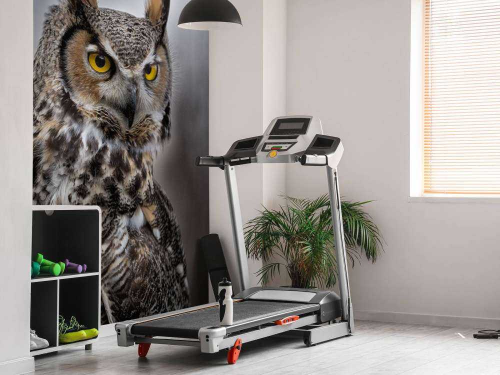 Chouette à plumes brunes