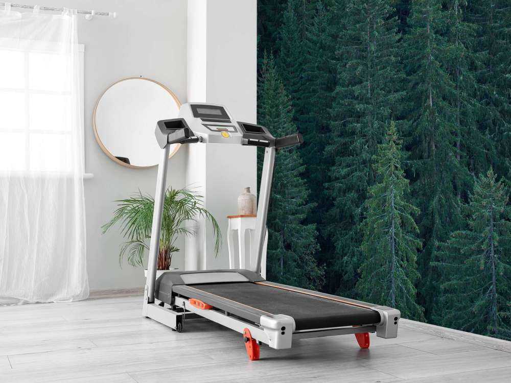 Conifères avec pommes de pin