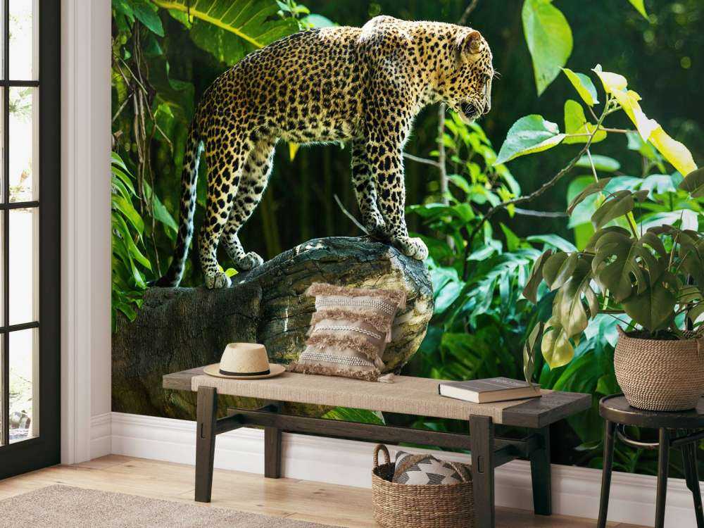 Léopard sur un rocher