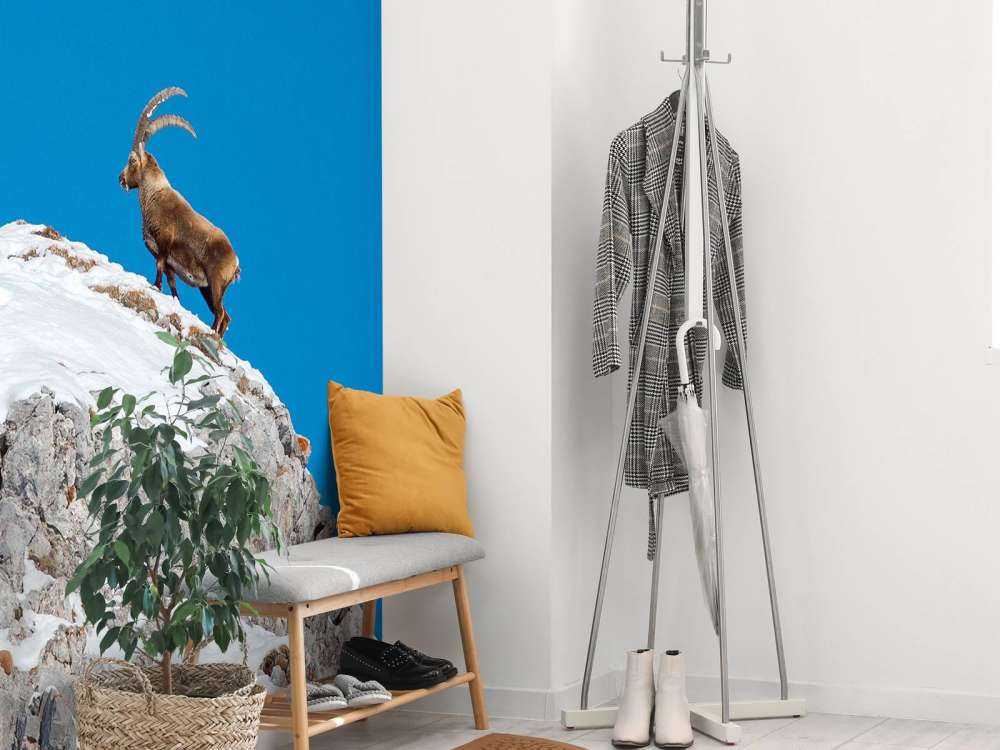 Steenbok sur un pic rocheux enneigé