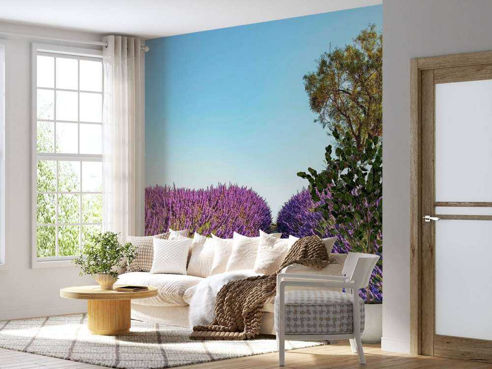 Sentier de lavande sous un ciel bleu.