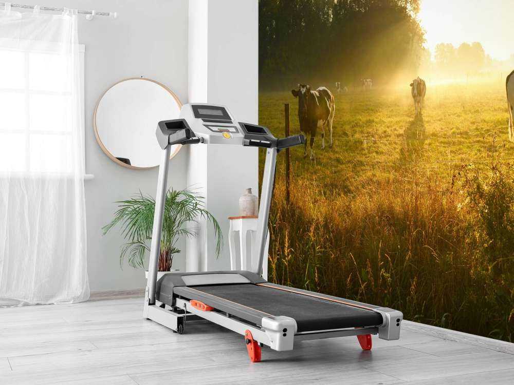 Vache au lever du soleil