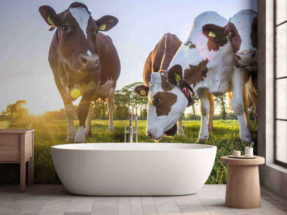 Fond d'écran des vaches