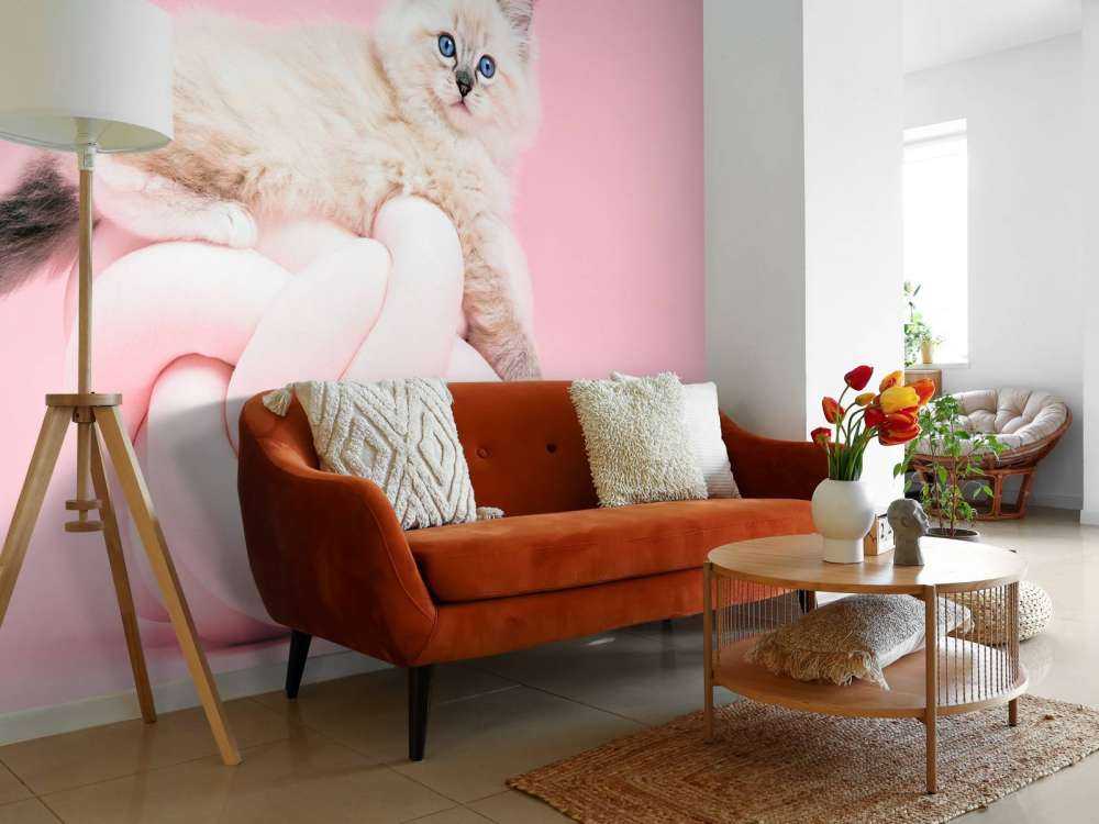 Chat blanc sur fond rose