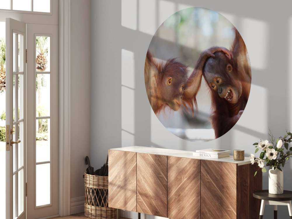 Bébés orang-outans