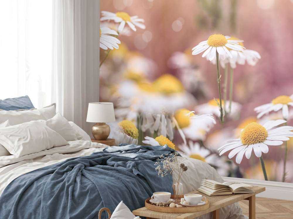 Champ de marguerites