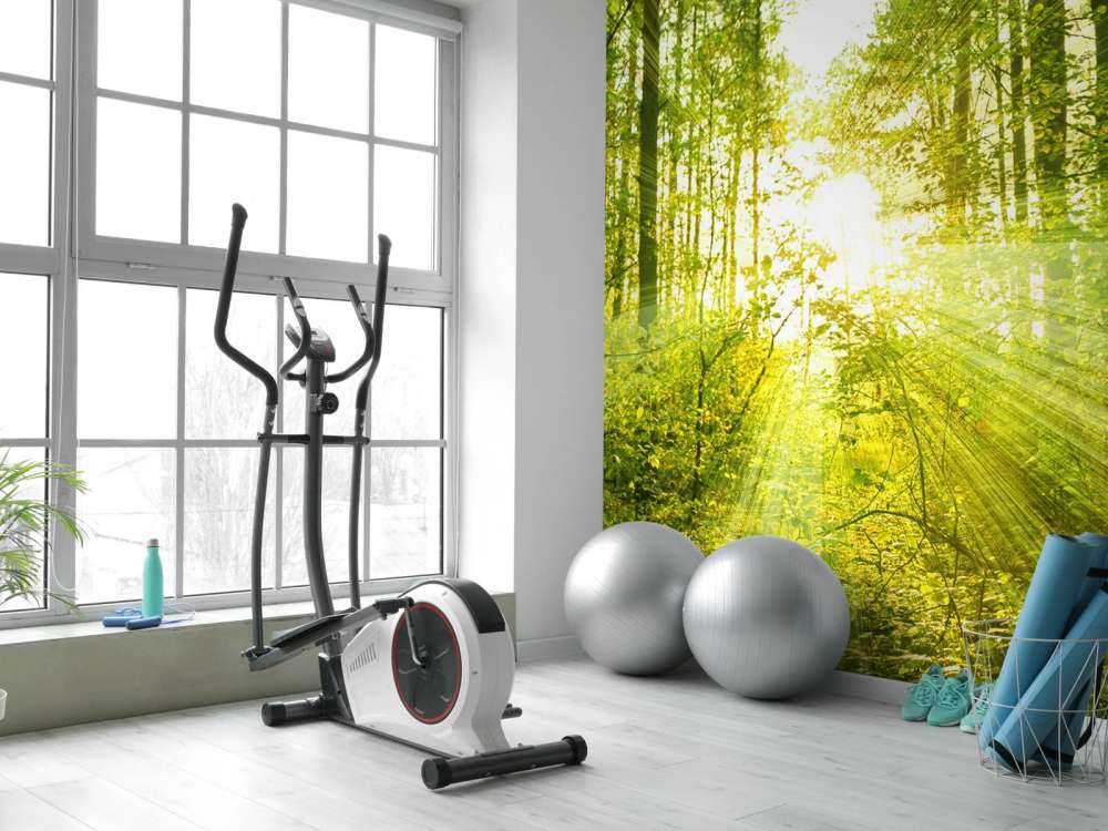 Soleil dans une forêt verdoyante