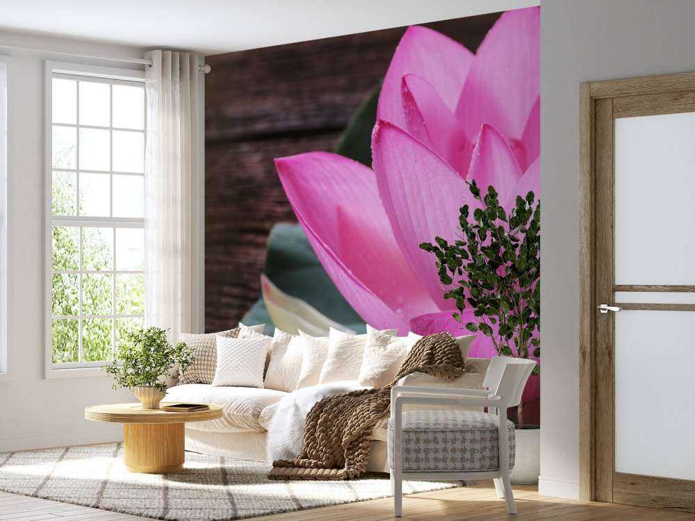 Gros plan sur le lotus rose