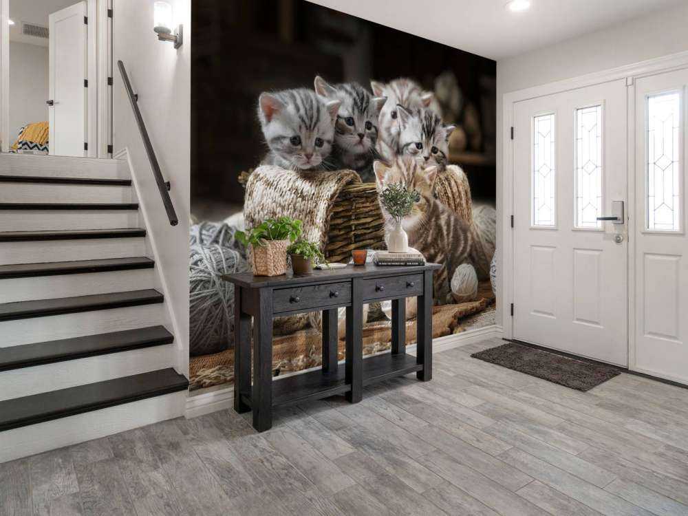 Chatons avec de la laine