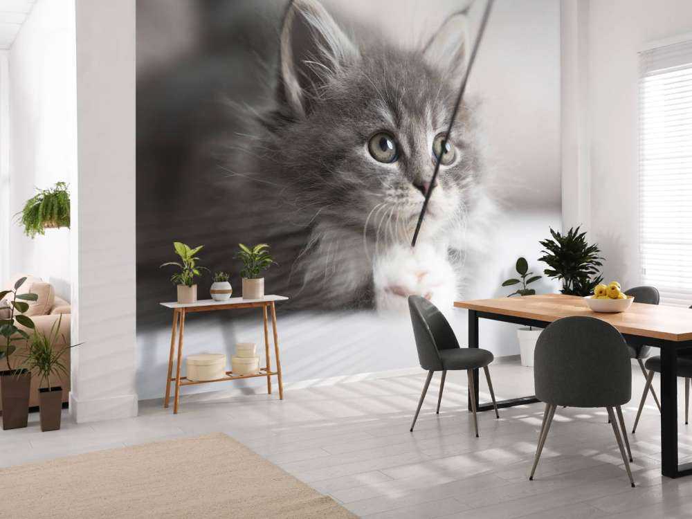 Jouer au chat