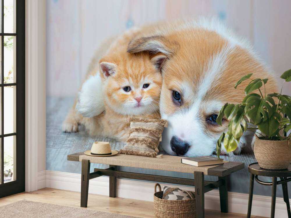 Papier peint de chat. Photo d'un chaton et d'un chiot.