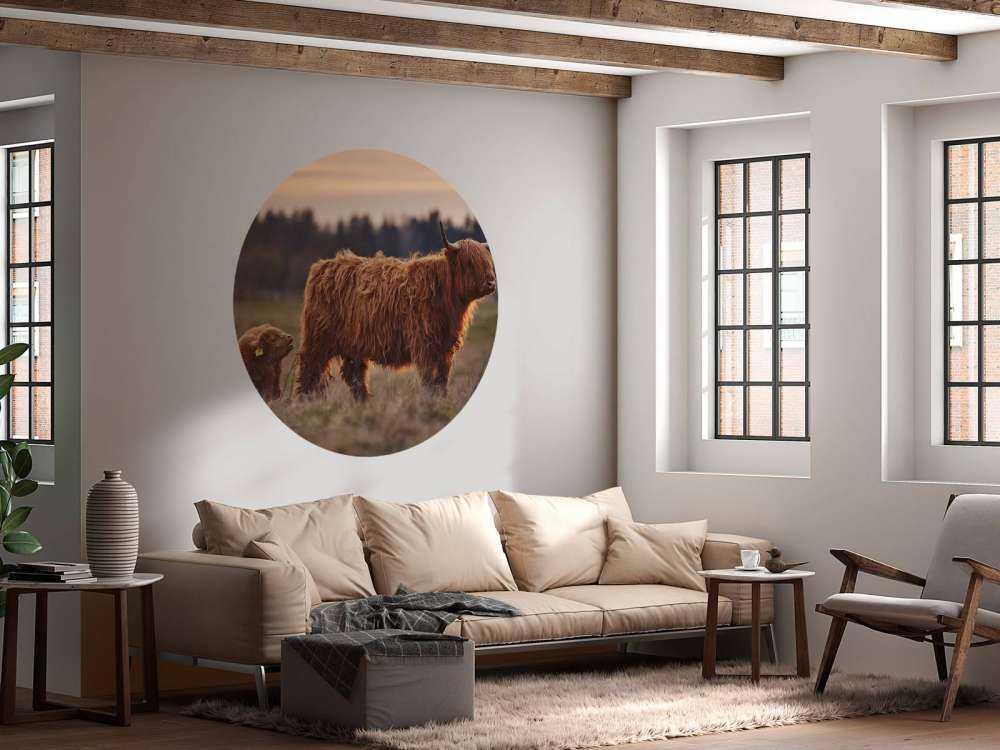 Les Highlands écossais dans la prairie