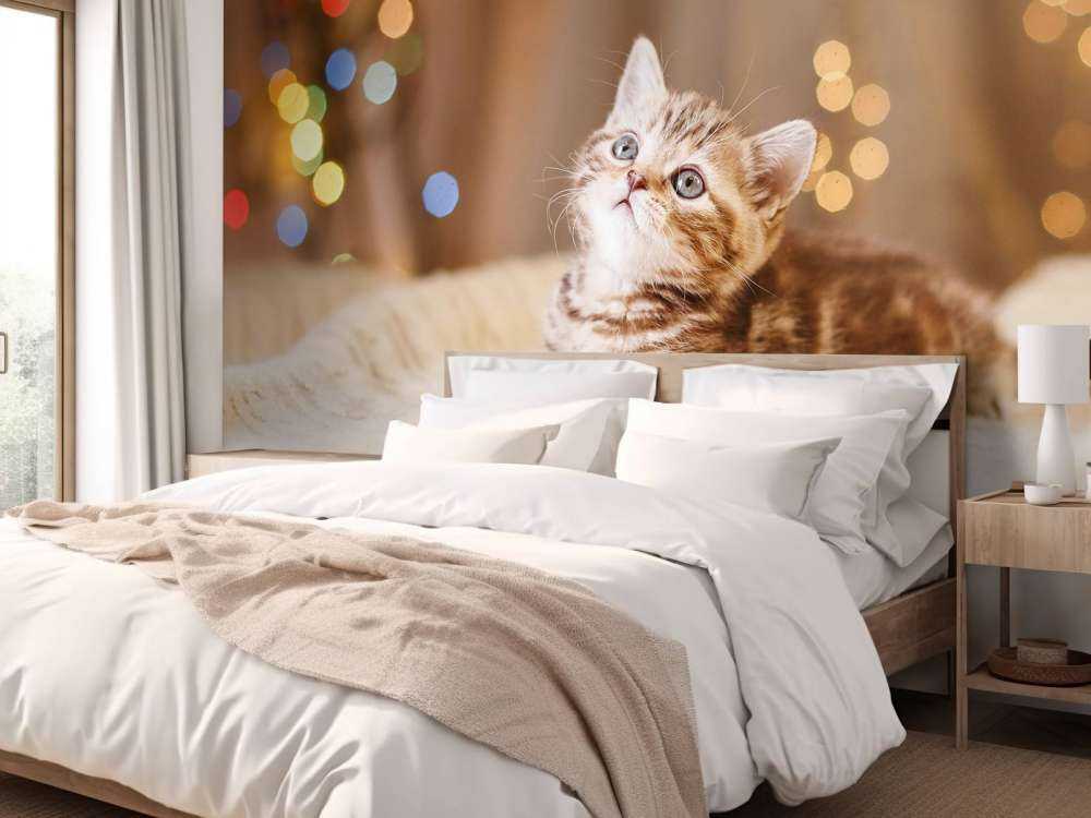 Une jolie chat