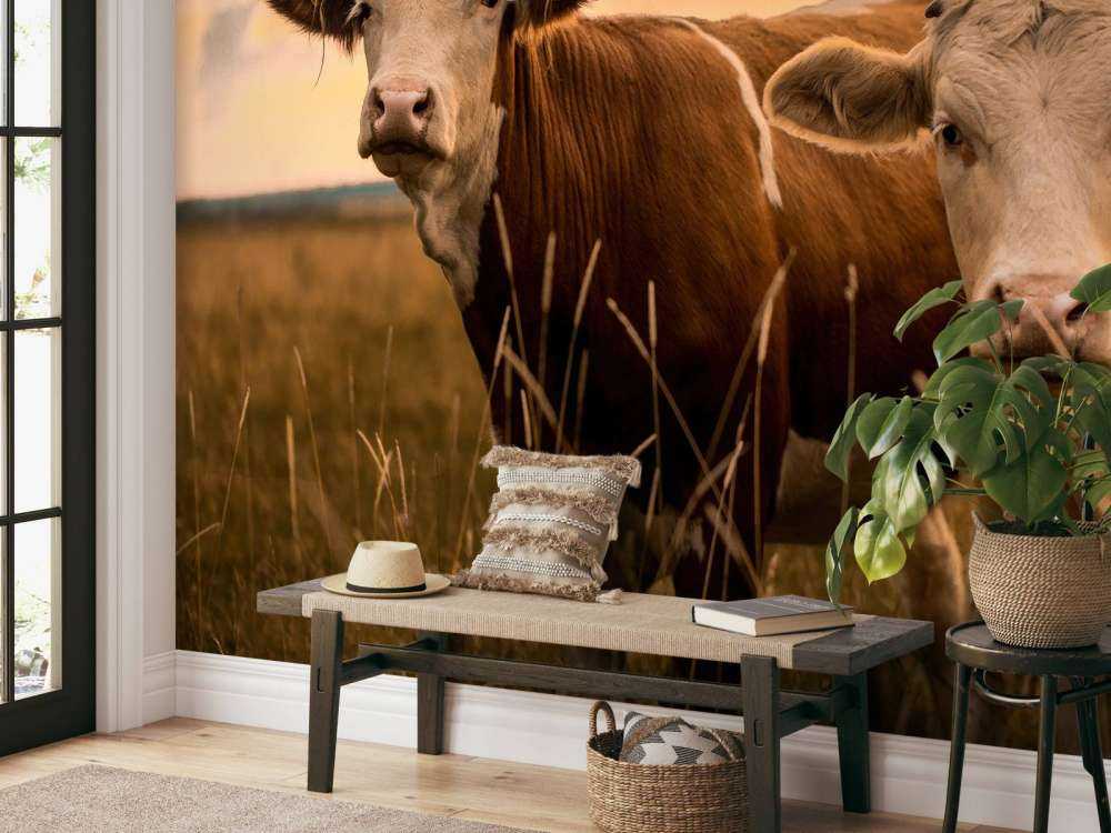 Les vaches au soleil du soir