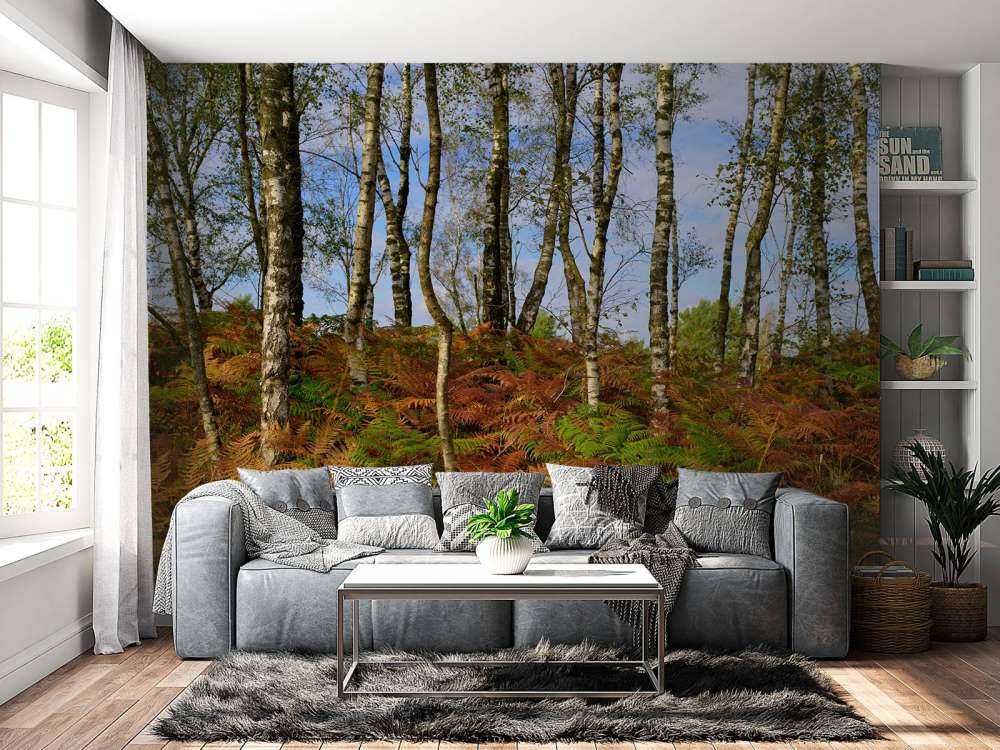 Bouleaux avec fougères colorées