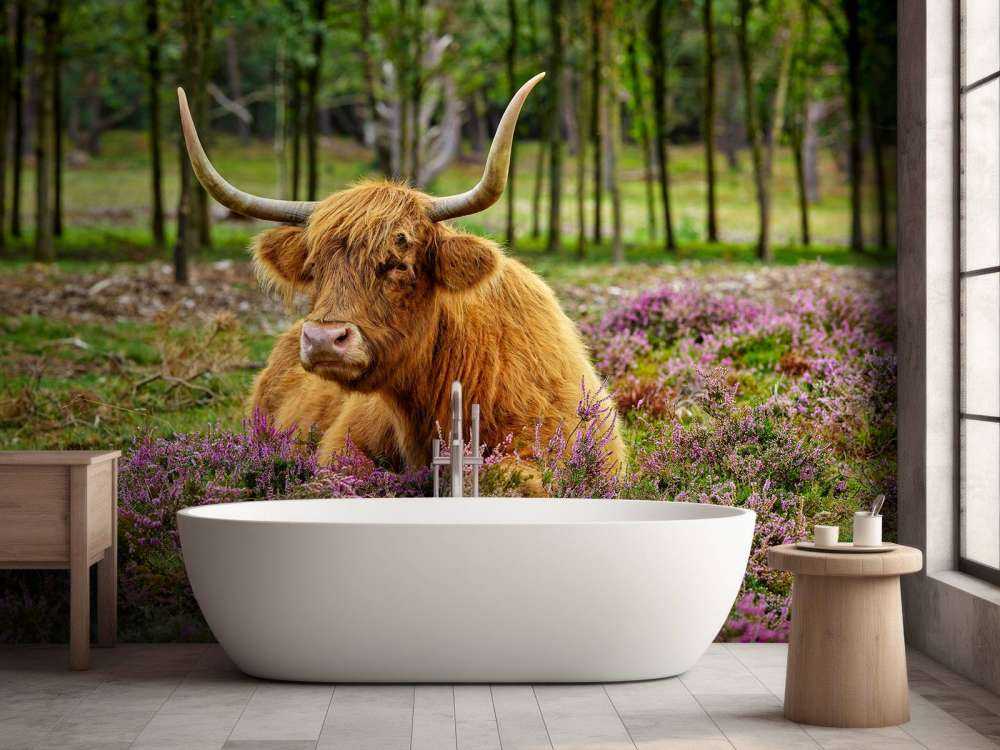 Highland écossais dans la bruyère violette