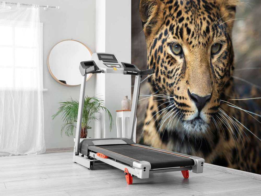 Gros plan d'une tête de léopard