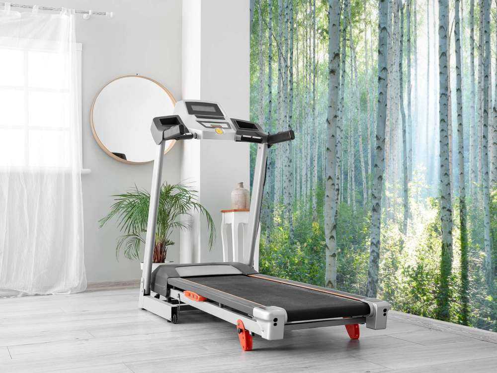 Berkenbos dans la lumière du matin