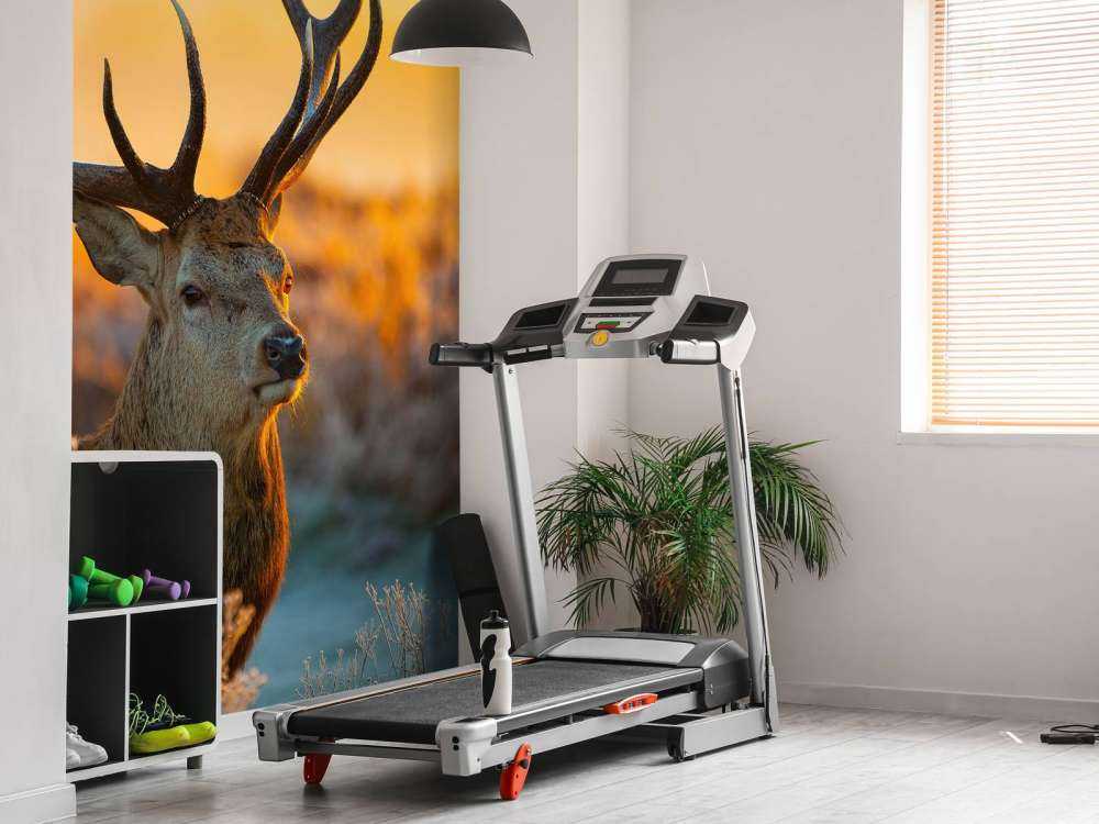 Cerf dans une réserve naturelle