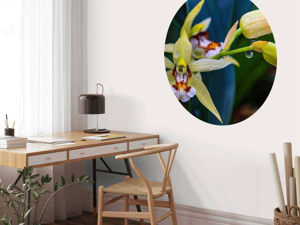 Orchidée jaune sauvage