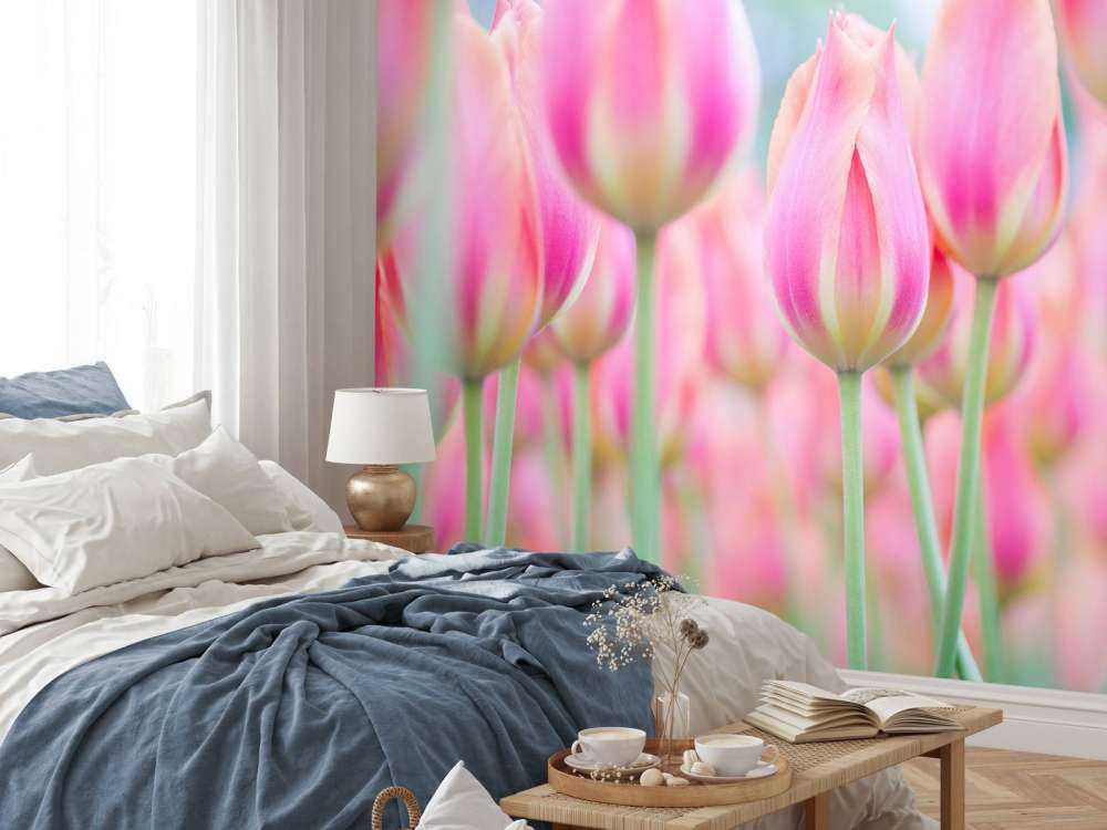 Gros plan sur des tulipes roses