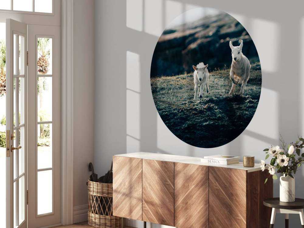 Agneaux en train de jouer