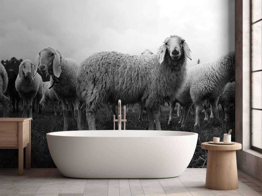 Troupeau de moutons en noir et blanc