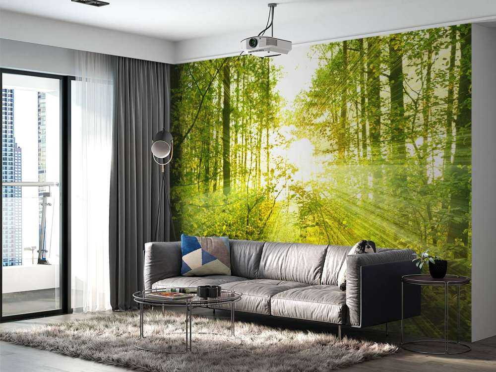 Soleil dans une forêt verdoyante