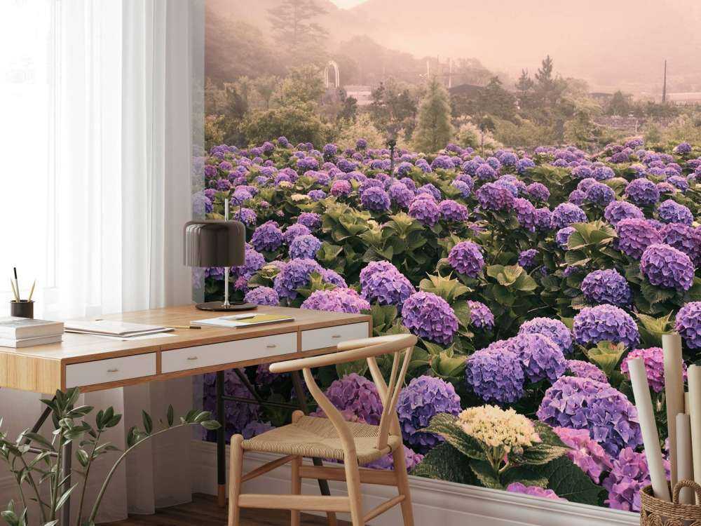 Hortensias à Beitou