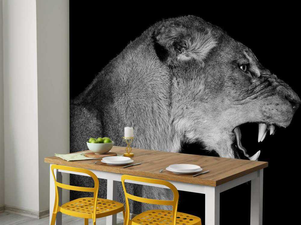 Lionne vue de côté noir