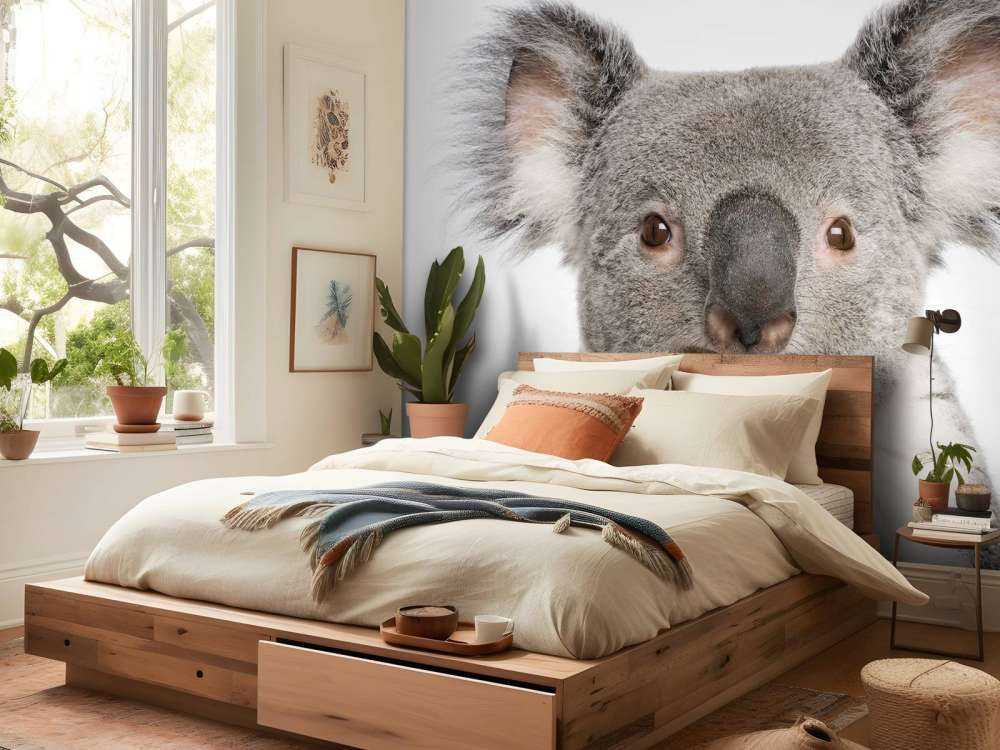 Photo d'un koala