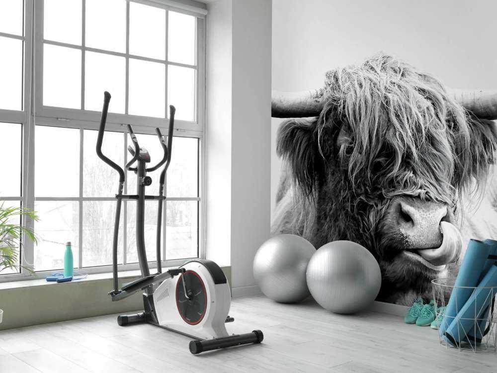 Drôle de Highland écossais