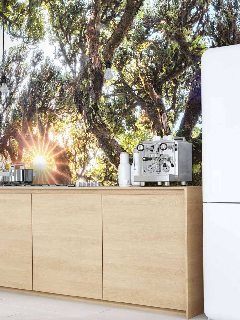 Lumière du soleil à travers les cimes d'arbres anciens