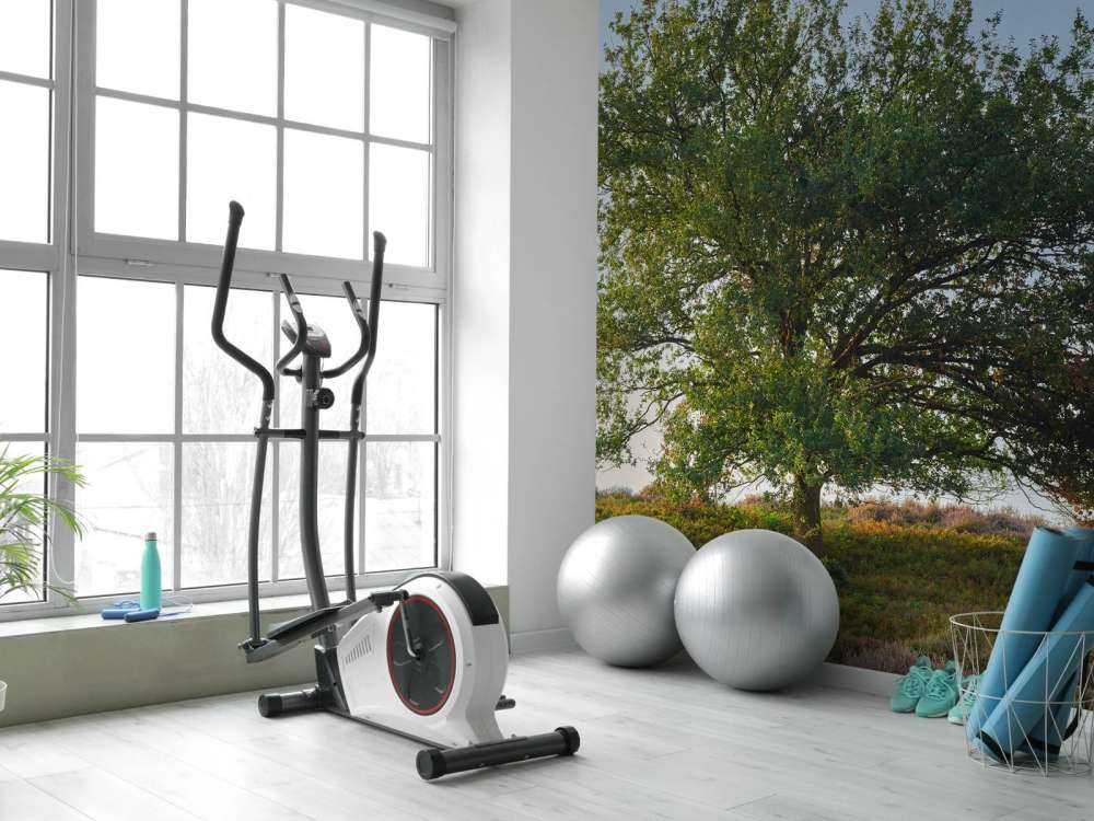 Arbre solitaire sur la lande