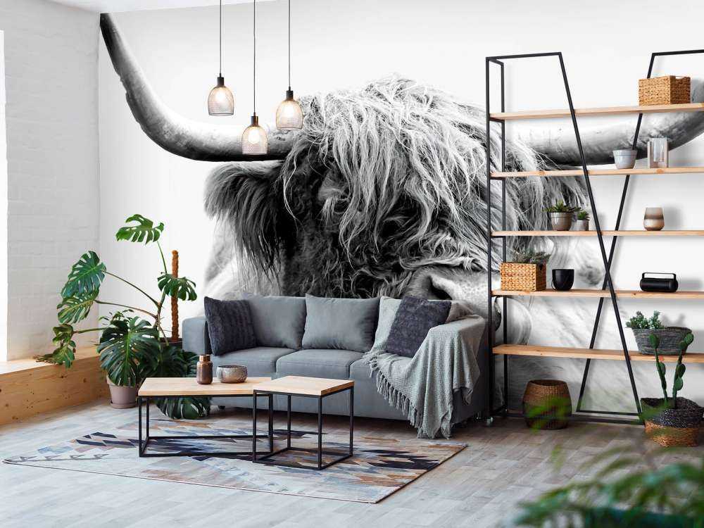 Drôle de Highland écossais