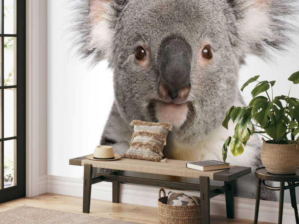 Photo d'un koala