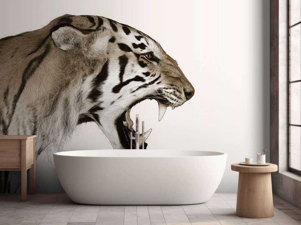 Tigre rugissant blanc