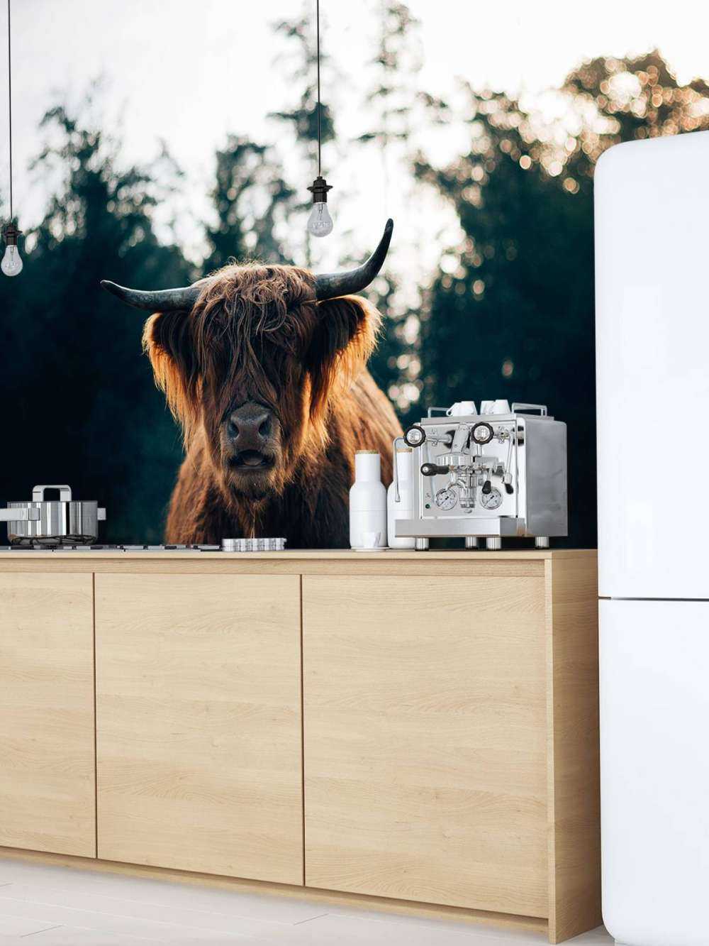 Highlander écossais dans le soleil du matin