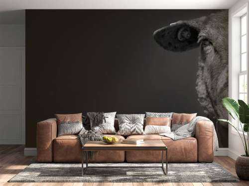 Gros plan sur un mouton noir et blanc