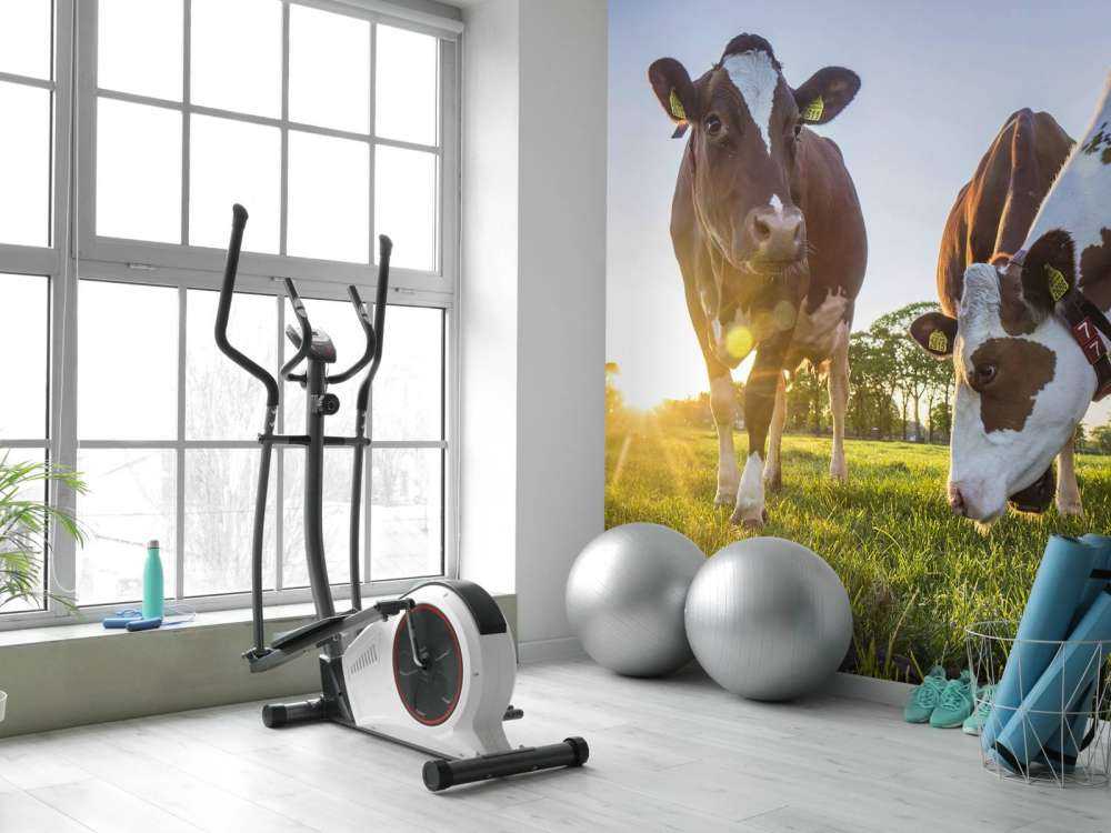 Fond d'écran des vaches