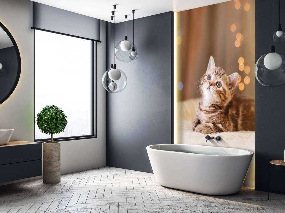 Une jolie chat